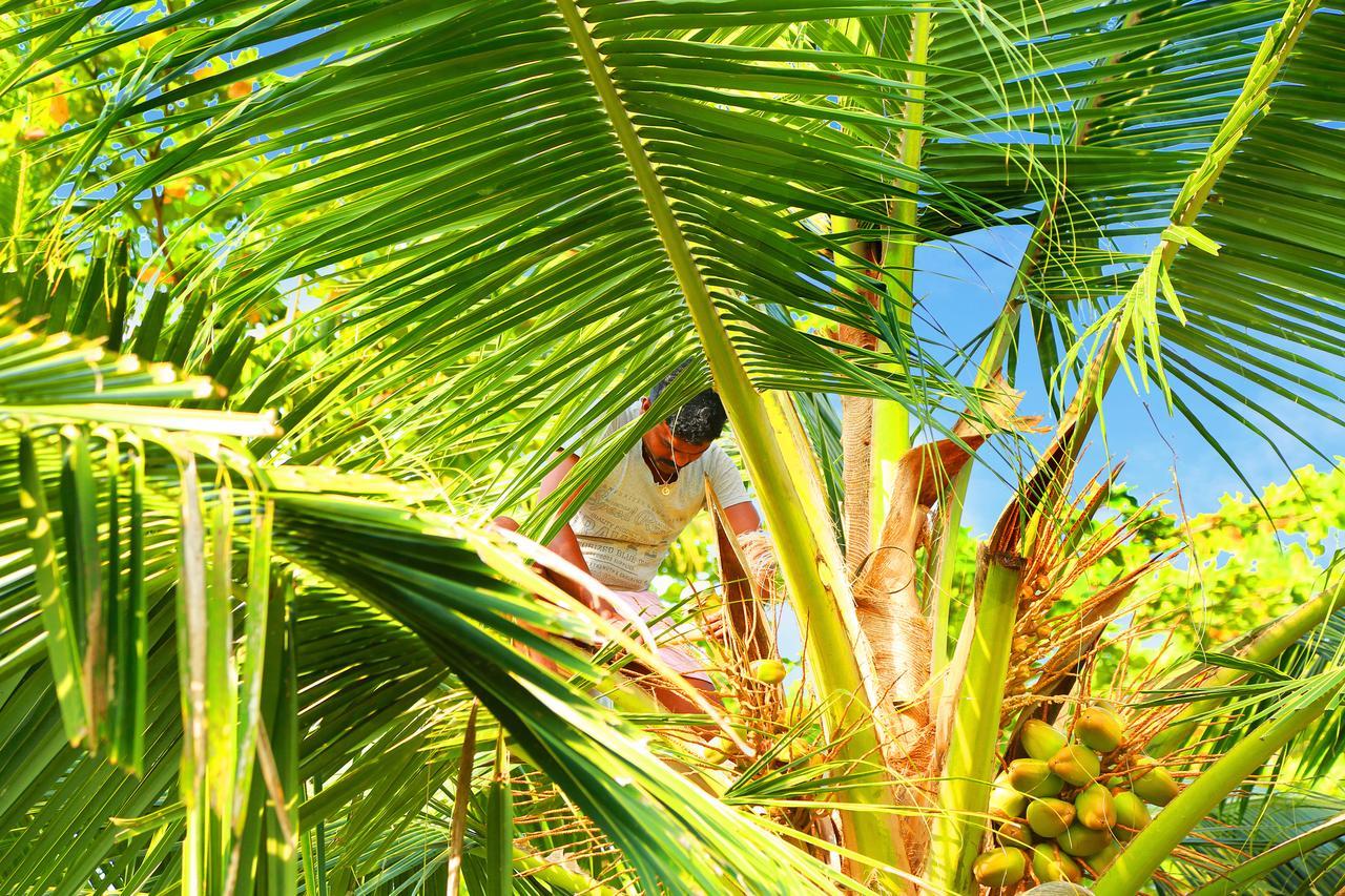 Casa Marari Hotel Mararikulam Kültér fotó